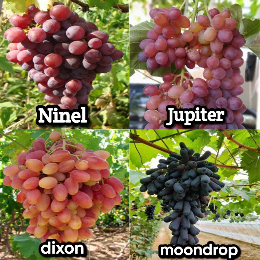 Jual Bibit Anggur Import Asli Grafting Jupiter Ninel Dixon Moondrop