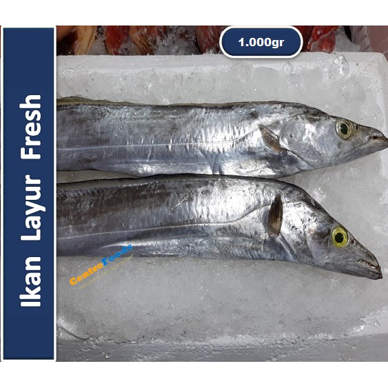 Jual Ikan Layur Fresh | Galchi Fresh [ Harga Per KG ] | Shopee Indonesia