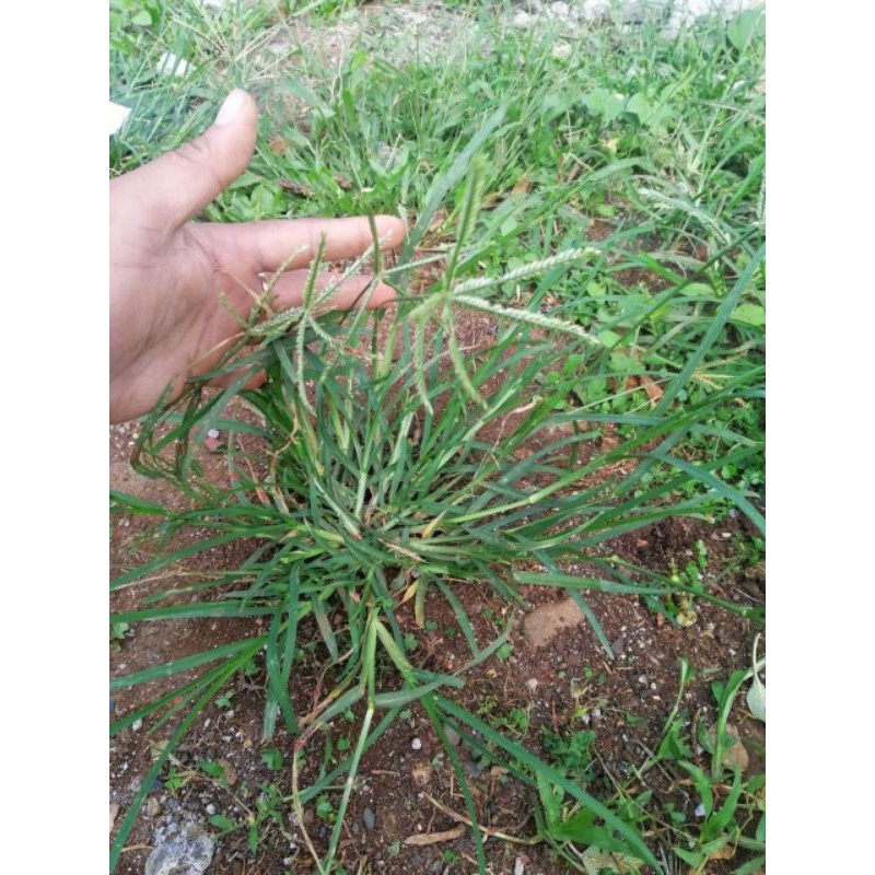 Jual Jual Daun Rumput Belulang rumputparagisper 700grm | Shopee Indonesia
