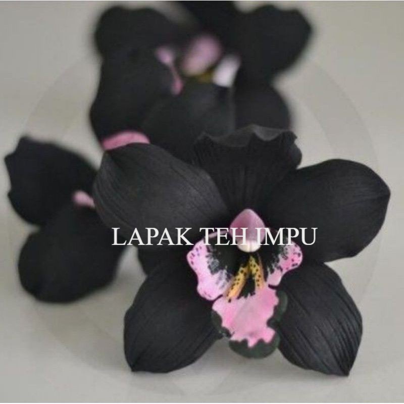 ANGGREK DENDROBIUM BLACK PAPUA-sudah knop/spike-sudah kuncup-siap berbunga--Anggrek Dendro Tanaman Hidup-Bunga Hidup Murah Hiasan-Bunga hias