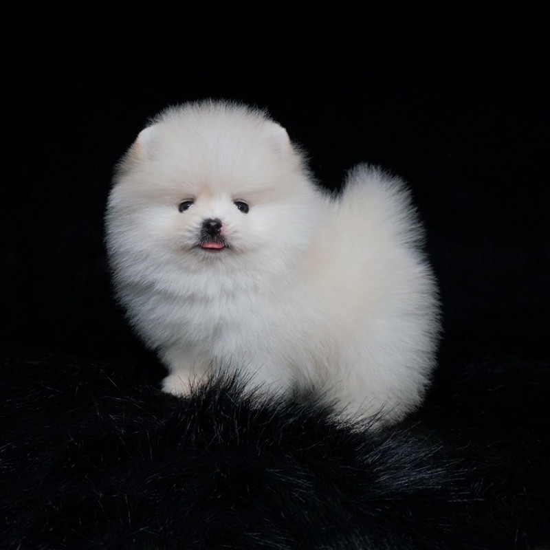 Jual white pomeranian Harga Terbaik Termurah November 2025