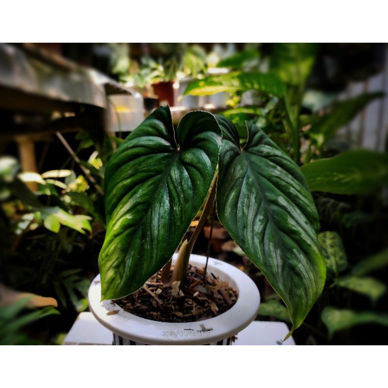 Jual Philodendron Plowmanii Black face Narrow | Shopee Indonesia