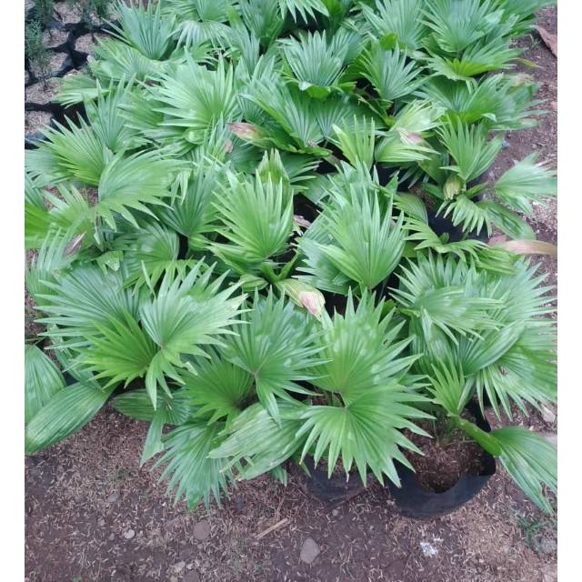 Jual Bibit pohon palm sadeng, tanaman indor | Shopee Indonesia