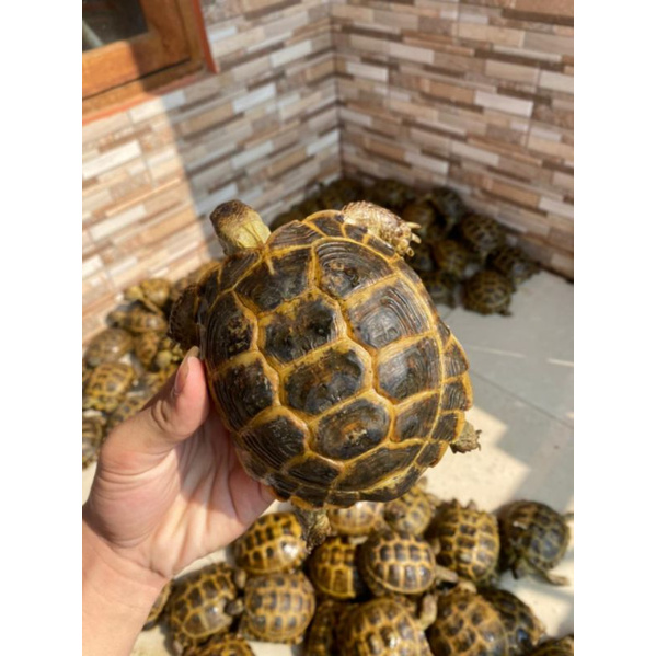 Kura kura best sale russian tortoise