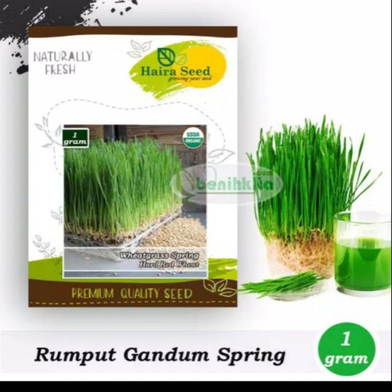 Jual Benih-Bibit Rumput Gandum/Wheatgrass Merah Organik (Haira Seed ...