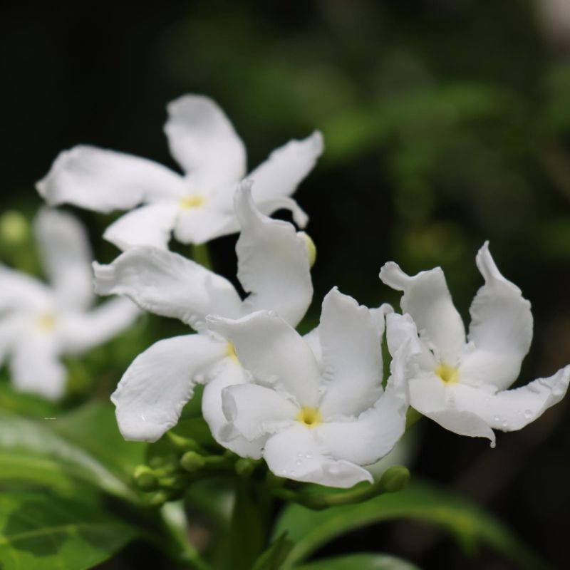 Jual Bibit tanaman bunga putih melati rombusa (Tabernaemontana ...