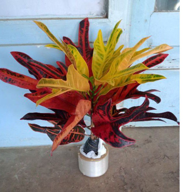 Jual Tanaman hias puring Z | Shopee Indonesia