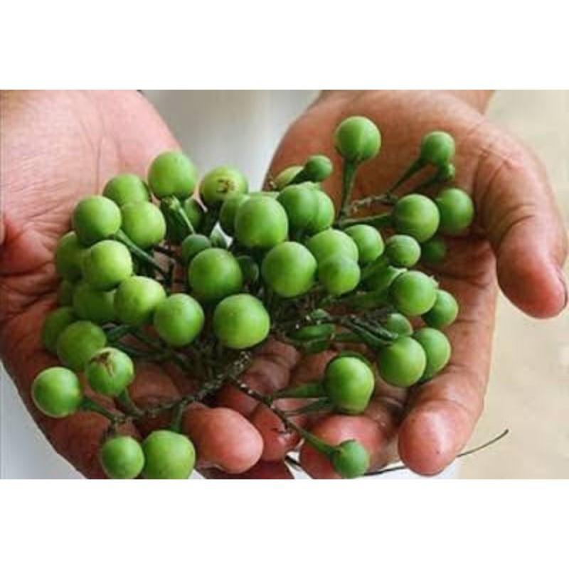 Jual 250gr Pokak/ Rimbang/ Takokak / Tekokak / Pea Aubergines ...