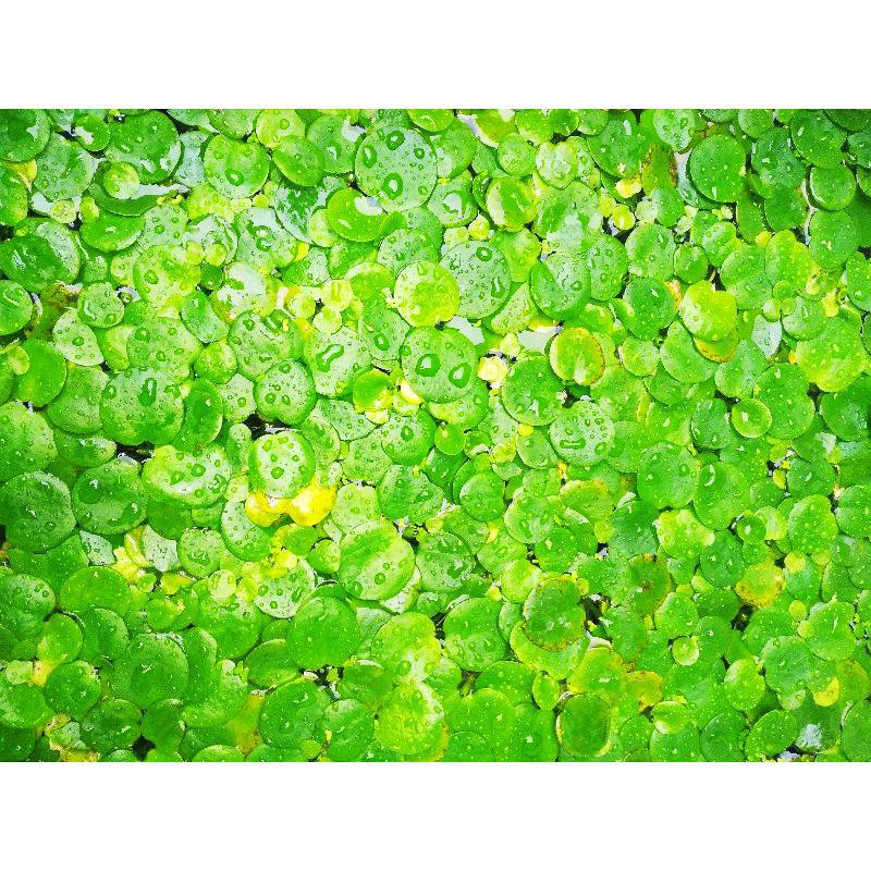 Jual tanaman progbit-tanaman kolam ikan-frogbit | Shopee Indonesia