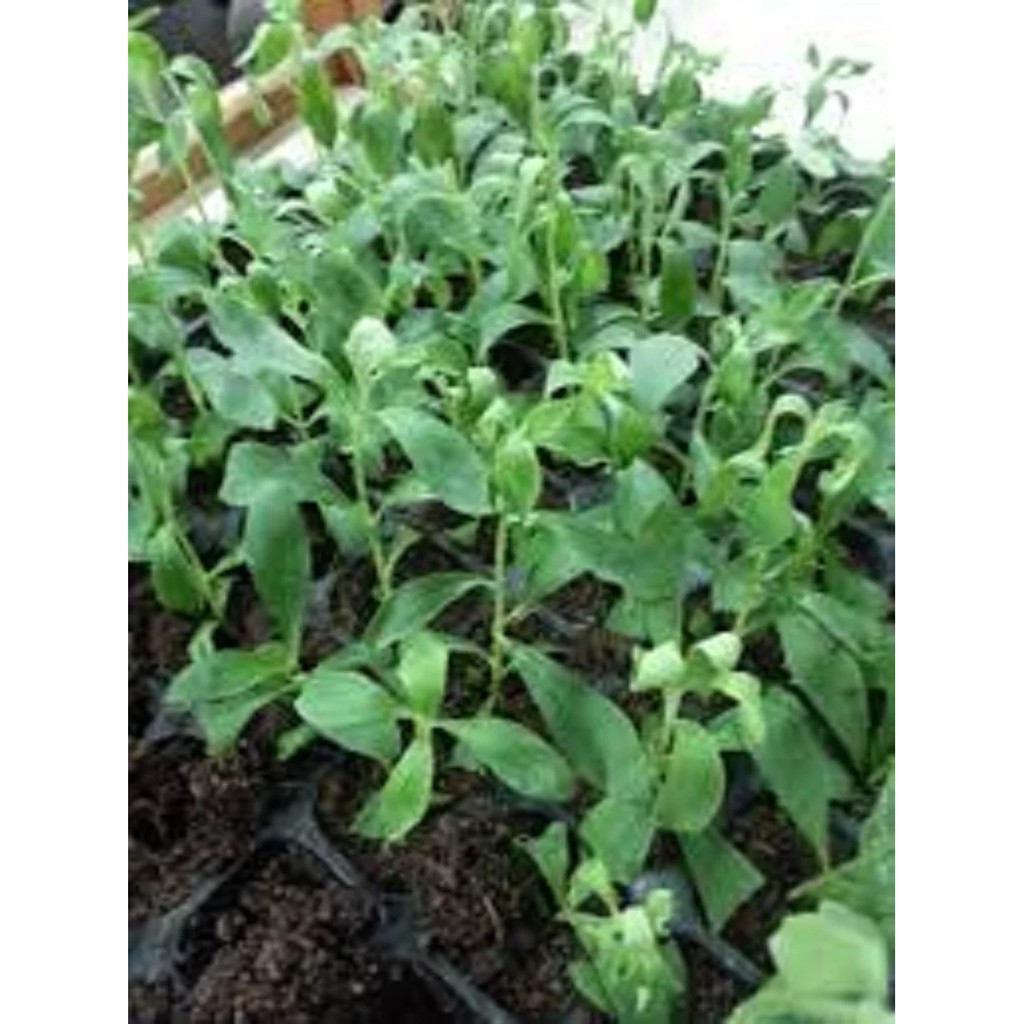 Jual Paket Bibit Stevia ( Sugar Leaf) Shopee Indonesia