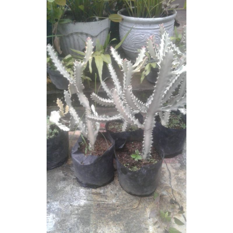 Jual KAKTUS TULANG NAGA / KAKTUS ALBINO / KAKTUS TULANG PUTIH / EUPHORBIA  WHITE GHOST | Shopee Indonesia