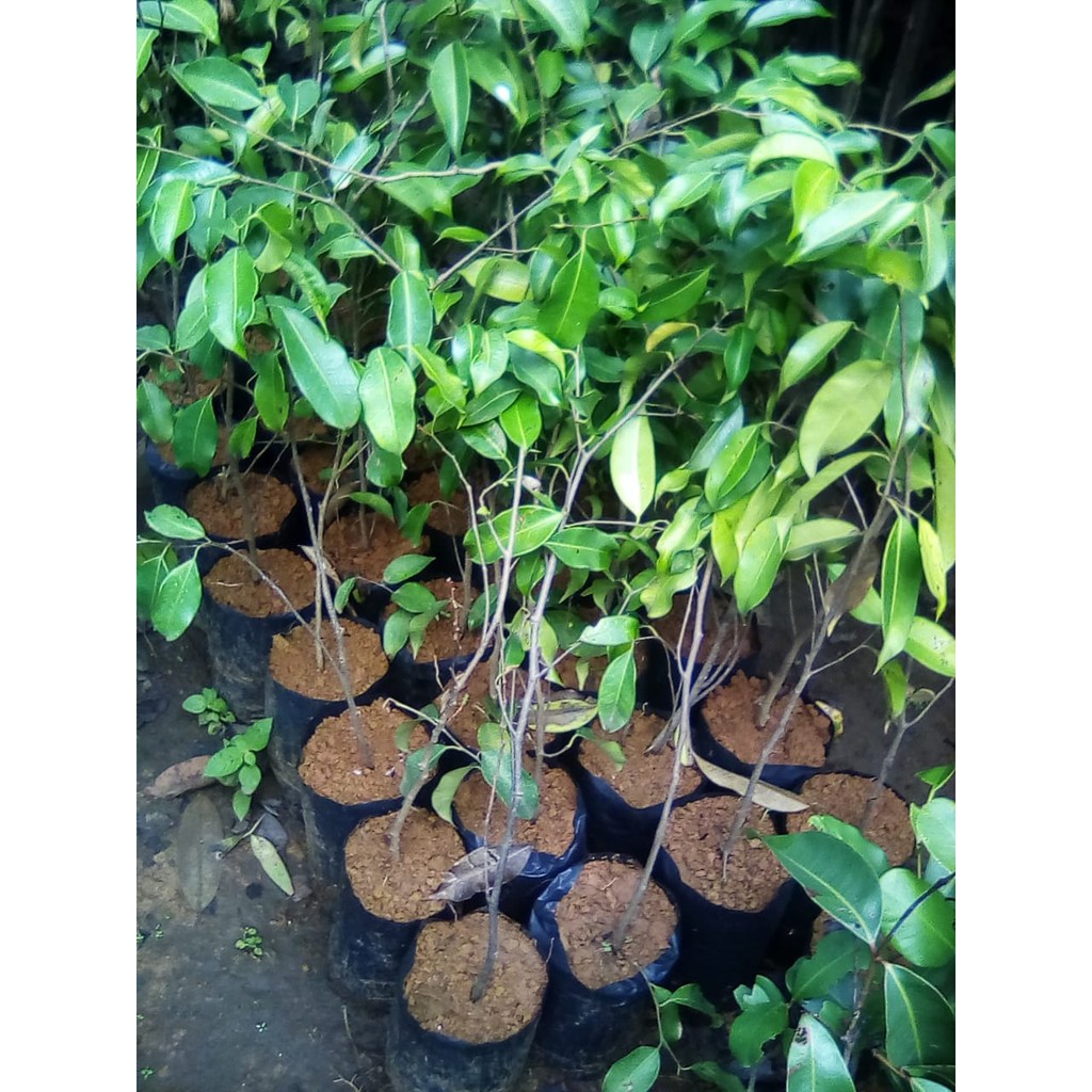 BIBIT POHON BERINGIN 50 CM UP // POHON BERINGIN