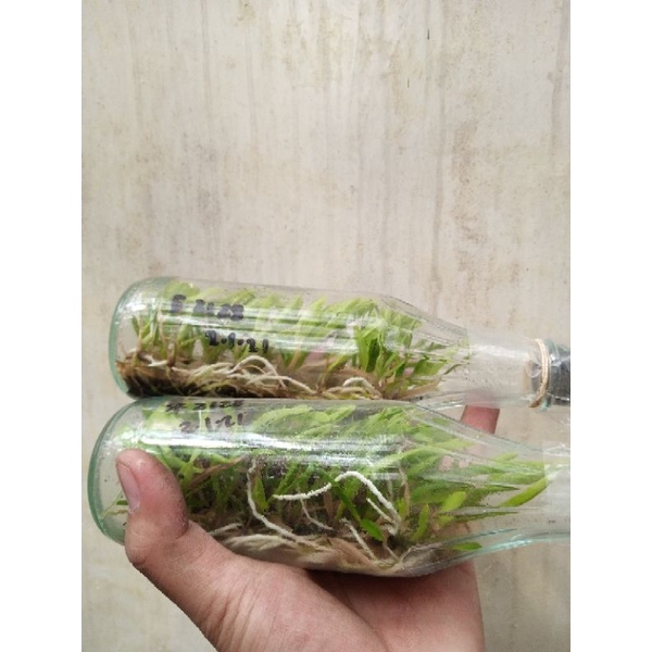 Jual Botolan Dendrobium Hybrid Murah Isi 25-30 Bibit | Shopee Indonesia