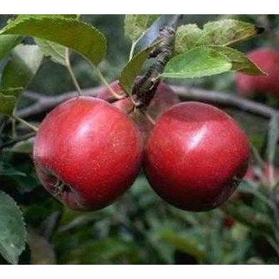 Jual Bibit Apel Rome Beauty Dic4Ri | Shopee Indonesia