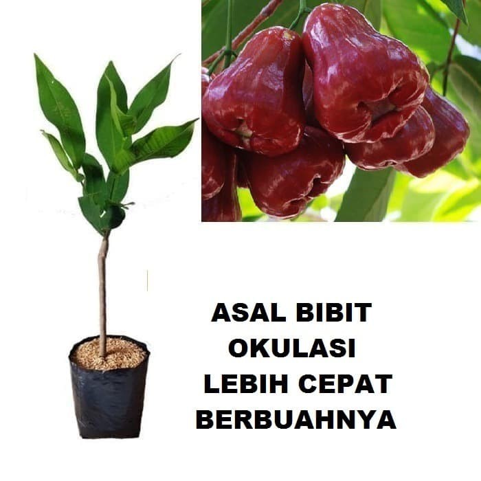 Jual Bibit Tanaman Pohon Jambu Citra Merah Bibit Jambu Air Citra Wisata