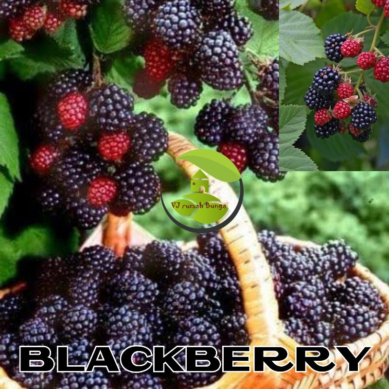 10 Butir - Benih Bibit Buah Blackberry