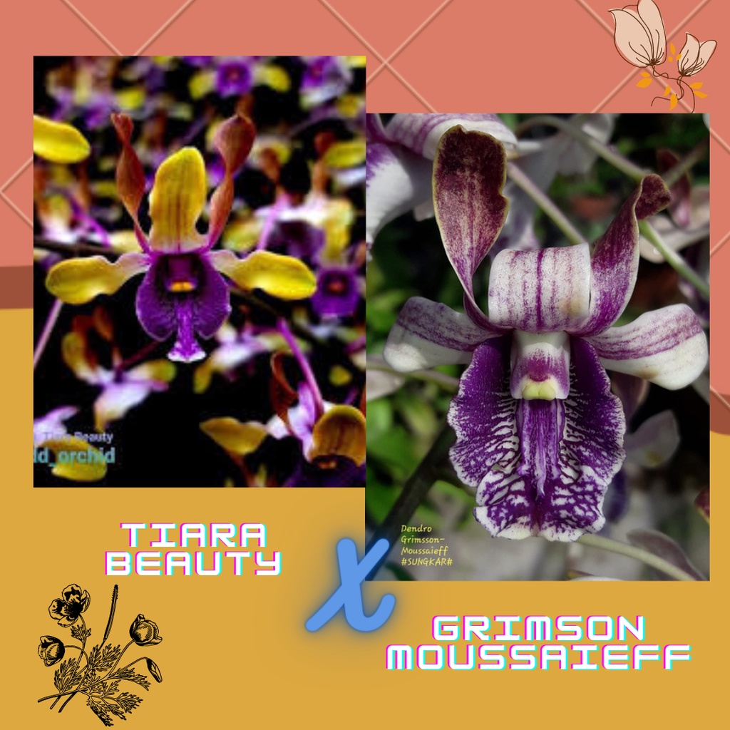Jual DD Orchid Seedling Dendrobium Tiara Beauty X Grimsson Moussaieff ...