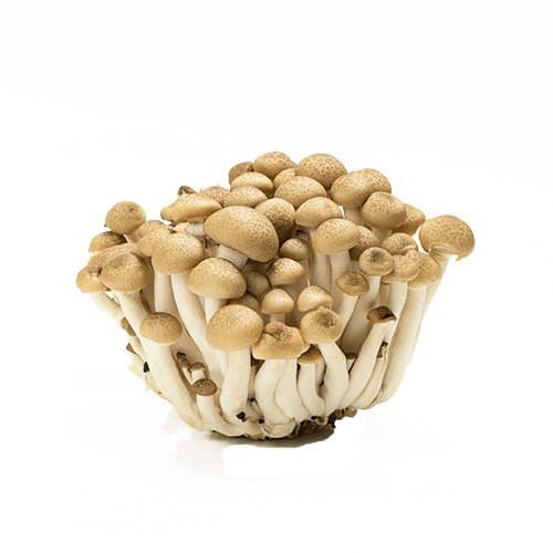 Jual Jamur Shimeji Coklat Brown Shimeji Mushroom 1 pack 150 gr (HANYA