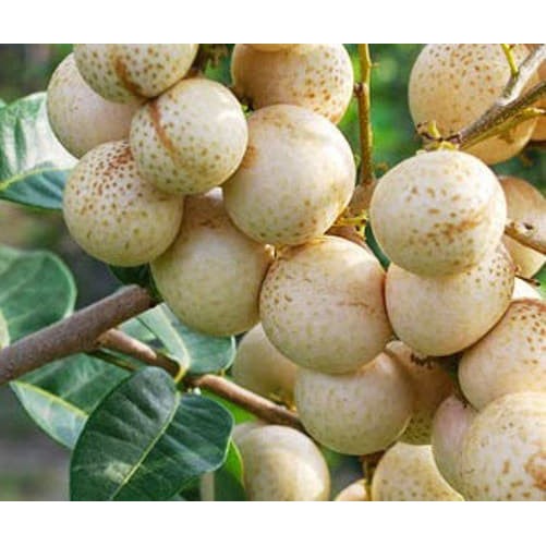Bibit Buah Kelengkeng Matalada/hawae