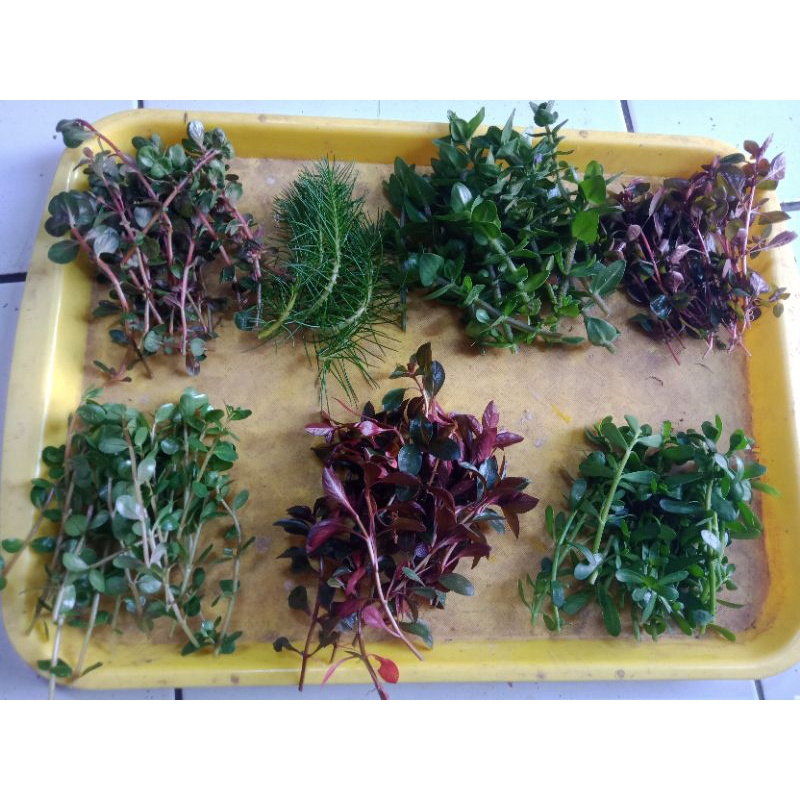Jual jenis stemplen 7 jenis d mix 100 batang | Shopee Indonesia