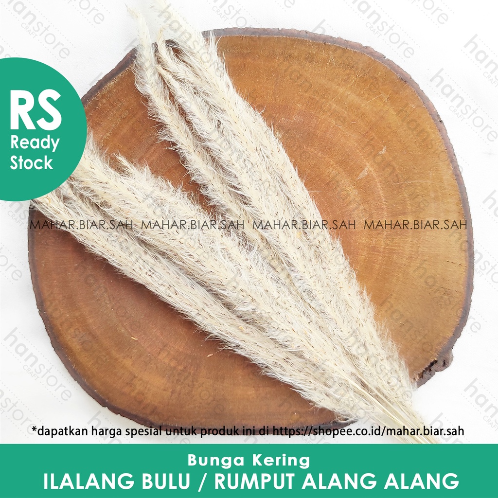 Jual RS 10 Tangkai Bunga kering Ilalang bulu / bunga alang-alang kering ...