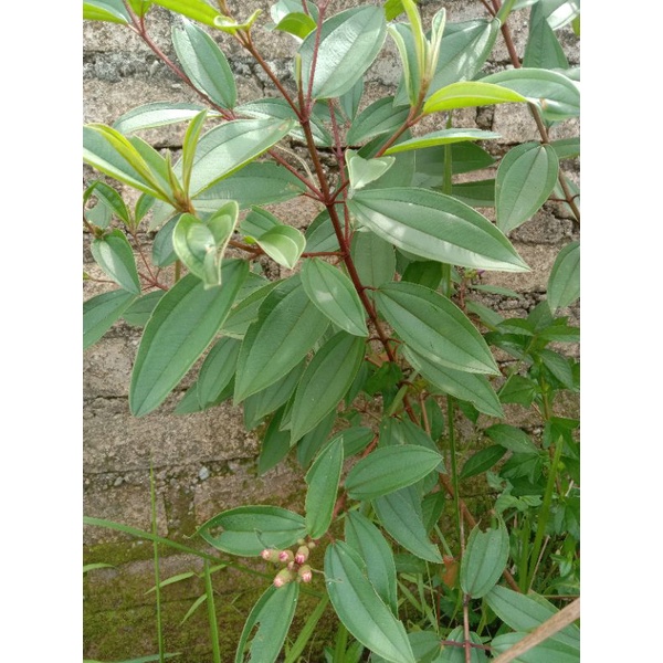 Jual Daun Senduduk atau Senggani (Harendong) 250g | Shopee Indonesia