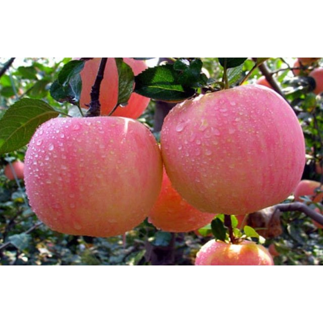 bibit buah apel pink honey okulasi siap berbuah