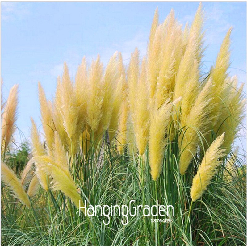 Jual Bibit Benih Biji Rumput Hias Kuning Yellow Pampas Grass Cantik Halus Lembut Isi Biji