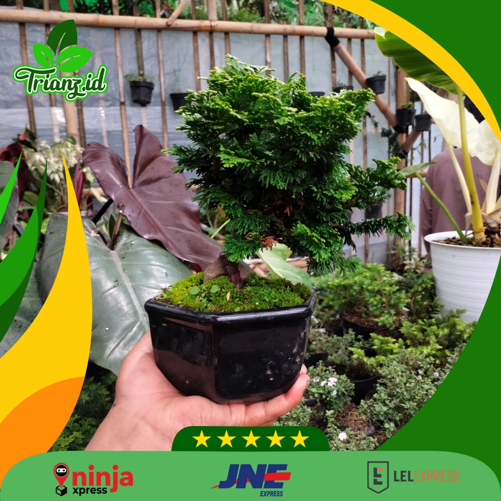 Jual Bonsai Cemara inoki ukuran besar | Shopee Indonesia