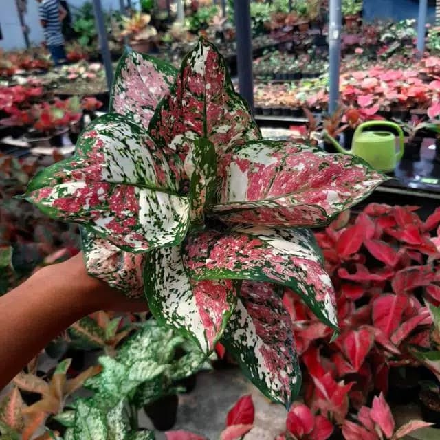 Jual tanaman hias aglonema dut 3 color (dewasa) | Shopee Indonesia