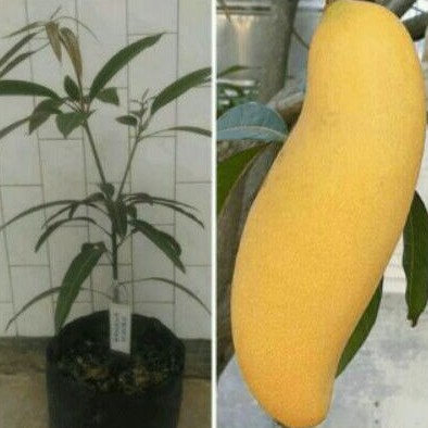 BIBIT MANGGA BANANA SUPER MANIS/MANGGA BERKUALITAS
