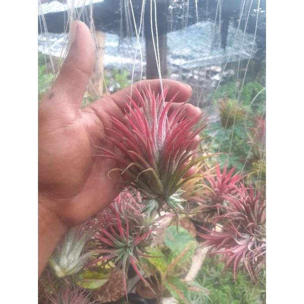 Tillandsia ionantha Hazelnoot ex. EJG 絶版 Tillandsia ionantha Hazelnoot ex. EJG 絶版 【公式通販】