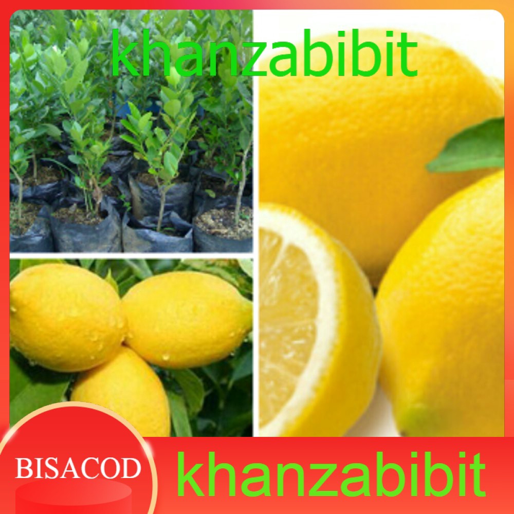 Jual Bibit Jeruk Lemon Import Kondisi Berbuah Wisata Flora Shopee