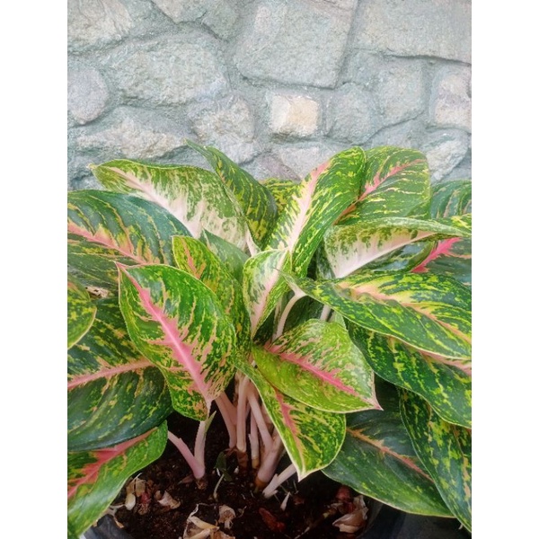 Jual Bunga Aglonema Jenis BIG PAPA | Shopee Indonesia
