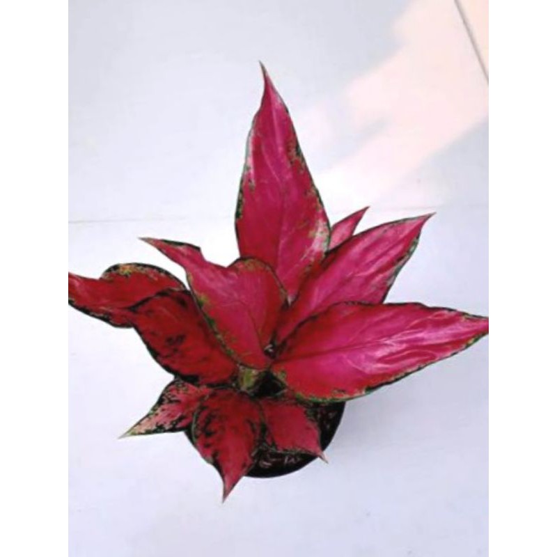 Jual Aglaonema Ruby Garuda Shopee Indonesia