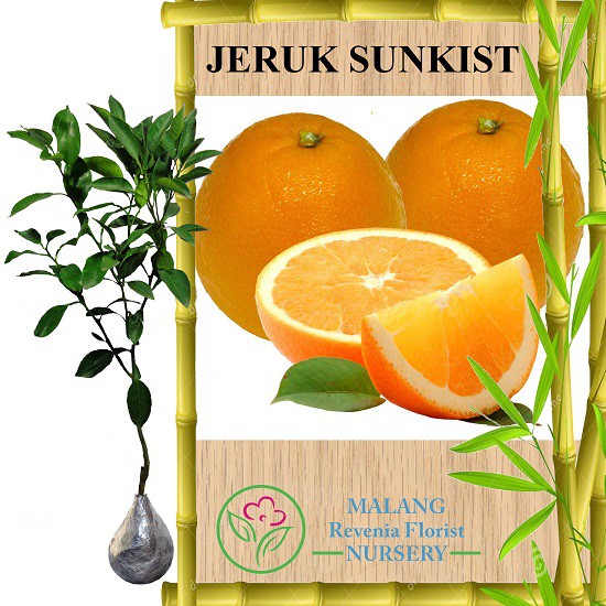 Jual Tanaman Jeruk Sunkist Iris Tinggi 40 60 Cm Shopee Indonesia