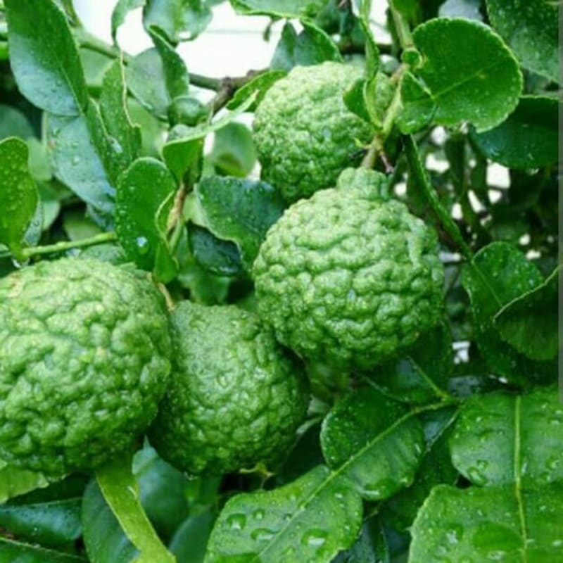 BIBIT POHON JERUK PURUT