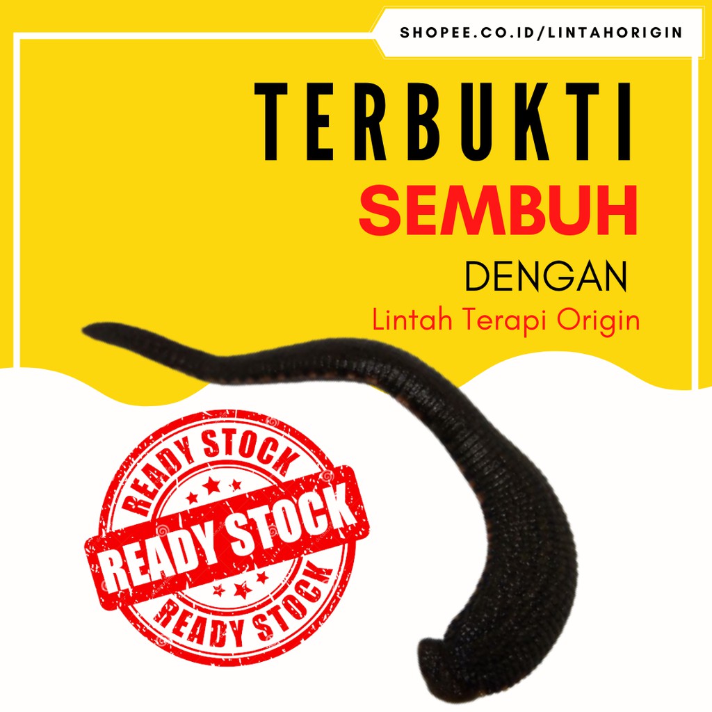 Jual Per-50 Ekor Lintah Terapi Ukuran Sedang Steril Hidup Rawa-Kebo ...
