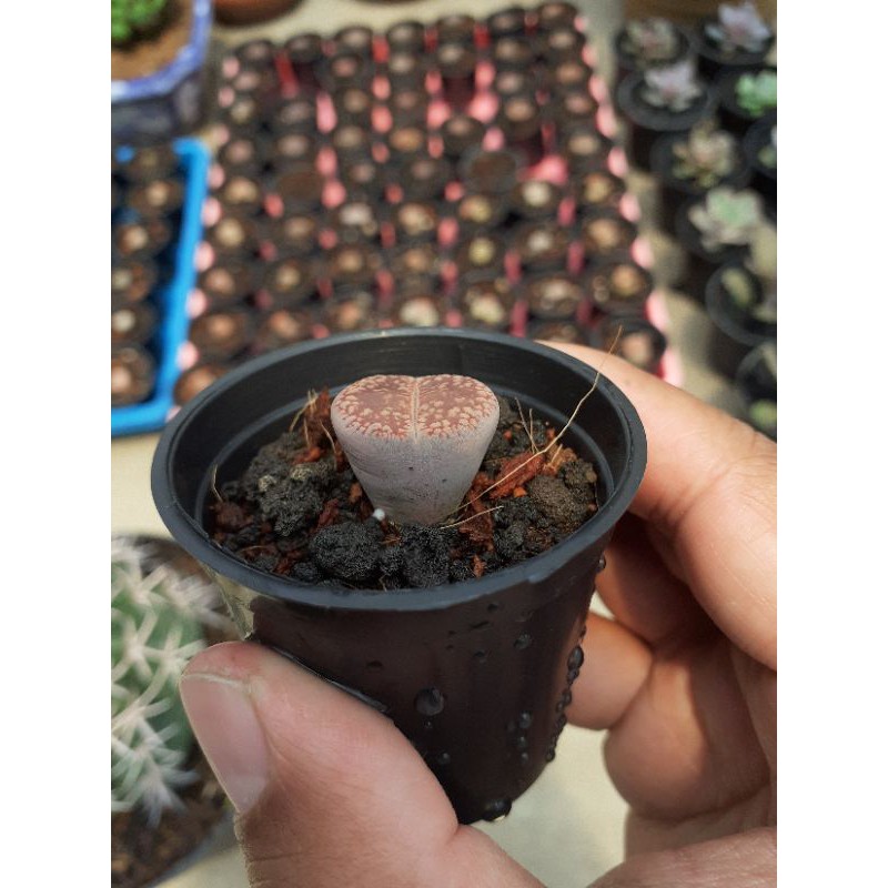 Jual lithops pot 5cm | Shopee Indonesia