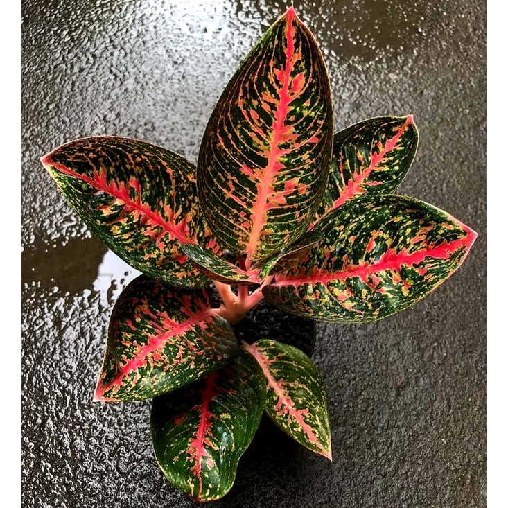 dracaena variegatus Striped Dracaena Plant