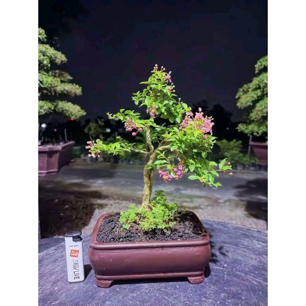 Jual Bahan Bonsai Sakura Mikro Tanaman Hias Sakura Mikro Import Ukuran