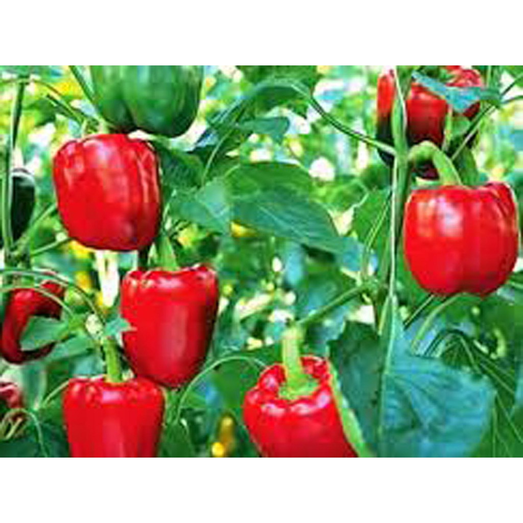 Jual Bibit Benih Biji Sayur Paprika Merah Red Bell Pepper Grow In Yard