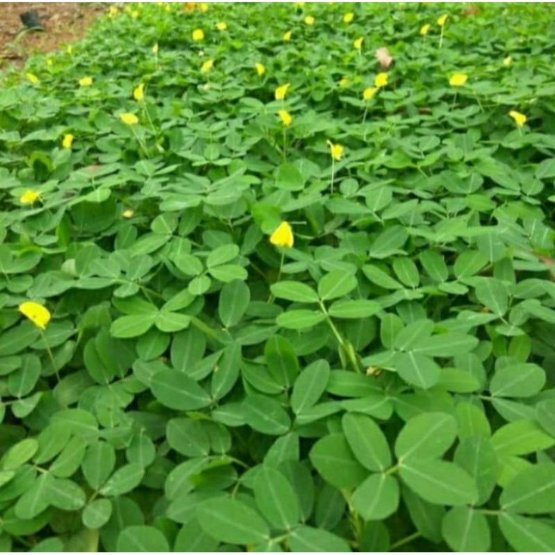 Jual Bibit Tanaman Landep / Kacang Kacangan (isi 10 pcs) | Shopee Indonesia