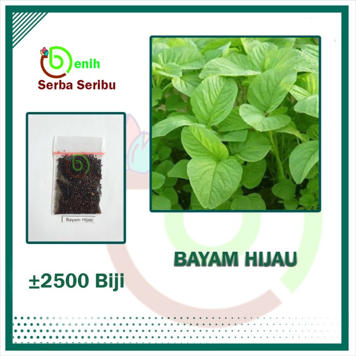 Jual Benih Bibit Bayam Hijau Benua 2500 Biji Benih Seribuan Shopee