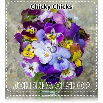 Jual Johrnia 3 Benih Biji Bunga VIOLA Chicky Chicks | Shopee Indonesia