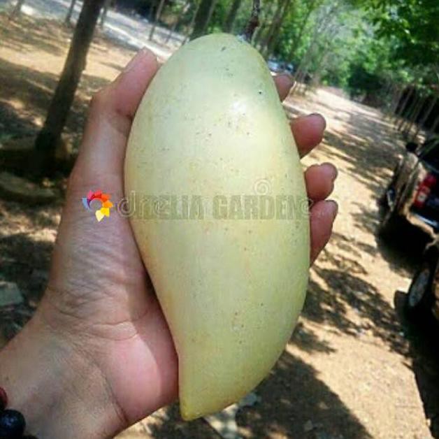 Jual BIBIT MANGGA NAMDOKMAI GOLDEN KLIWON | Shopee Indonesia