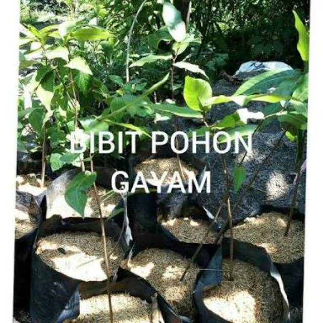 Jual BIBIT POHON GAYAM | Shopee Indonesia