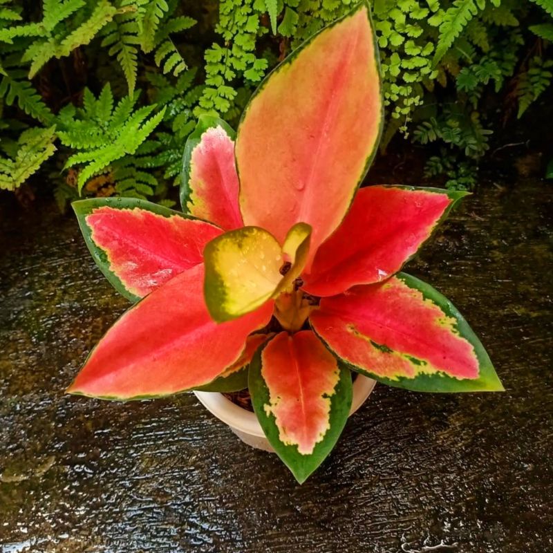 umbrella tree indoor plant Shop Our Schefflera Amate, Umbrella Tree