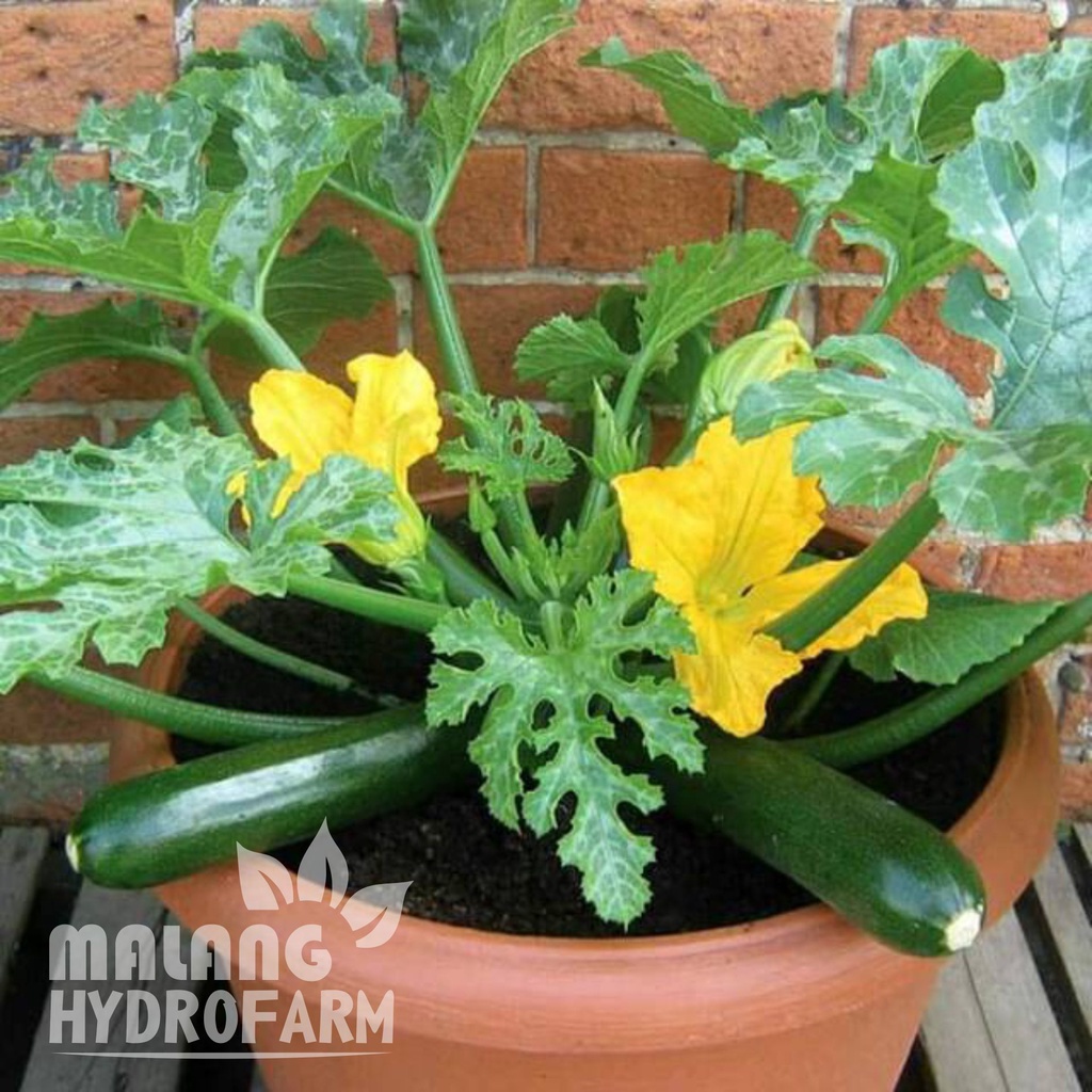 Jual Benih Zucchini Hijau Unggulan kuning berkualitas biji bibit ...