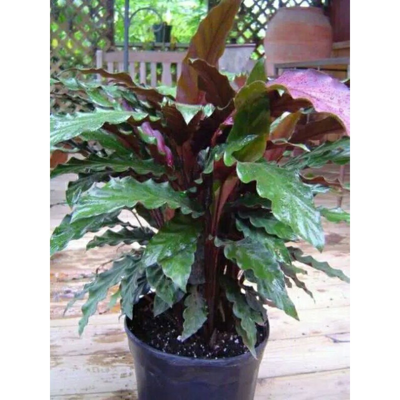 Tanaman hias indor - tanaman calathea rufibarba - calathea rumpun rufibarba